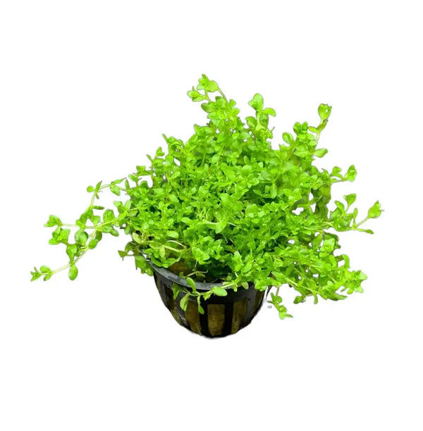 Carpeting Plants
