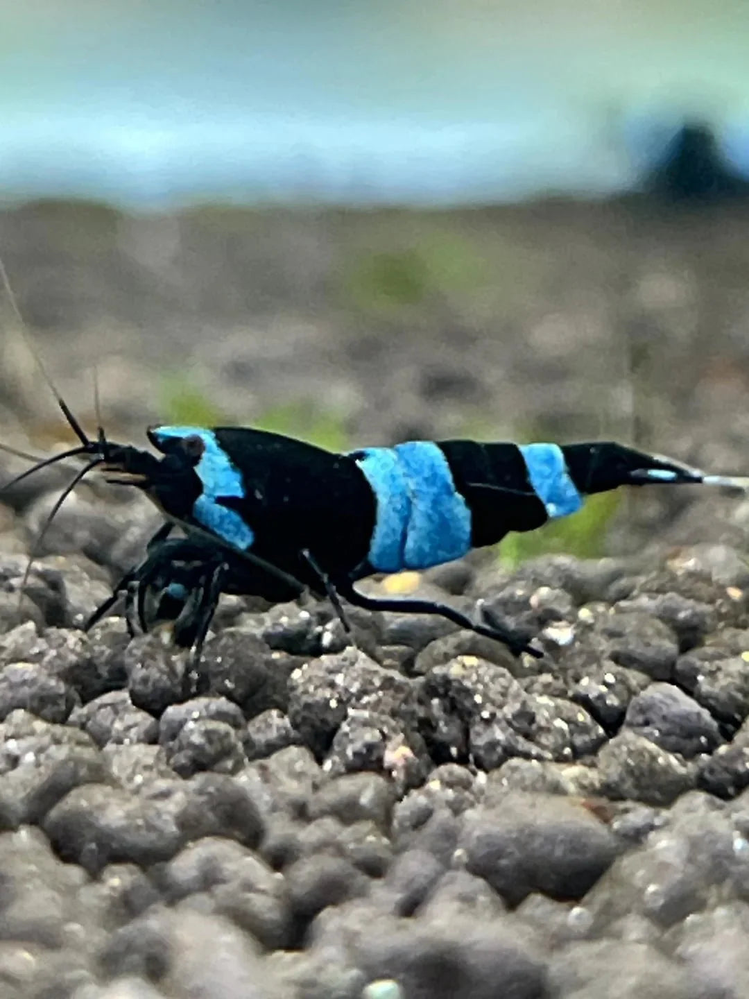 Caridina Shrimp