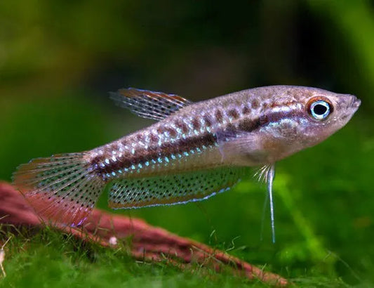 Sparkling Gourami