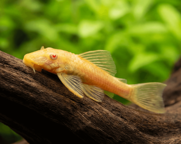 Albino Bristlenose Pleco with golden-yellow coloration resting on driftwood in an aquarium