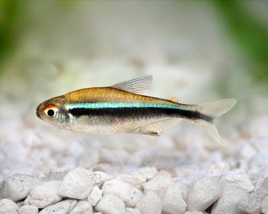 Black Neon Tetra swimming in a planted aquarium