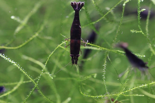 Black Rose Neocaridina shrimp on aquarium plant with dark coloration