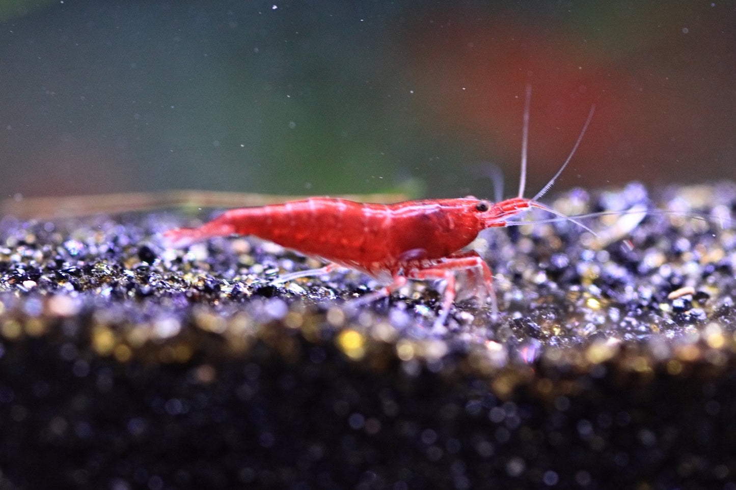 Bloody Mary Neocaridina shrimp with bright red coloration on aquarium plant