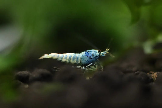 Blue Bolt Caridina shrimp with bright blue coloration on aquarium substrate