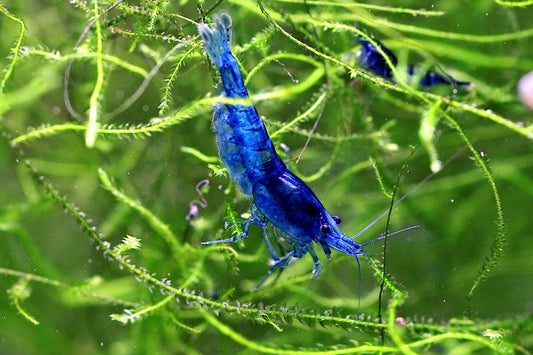 Blue Dream Neocaridina shrimp with vibrant blue coloration on aquarium plant