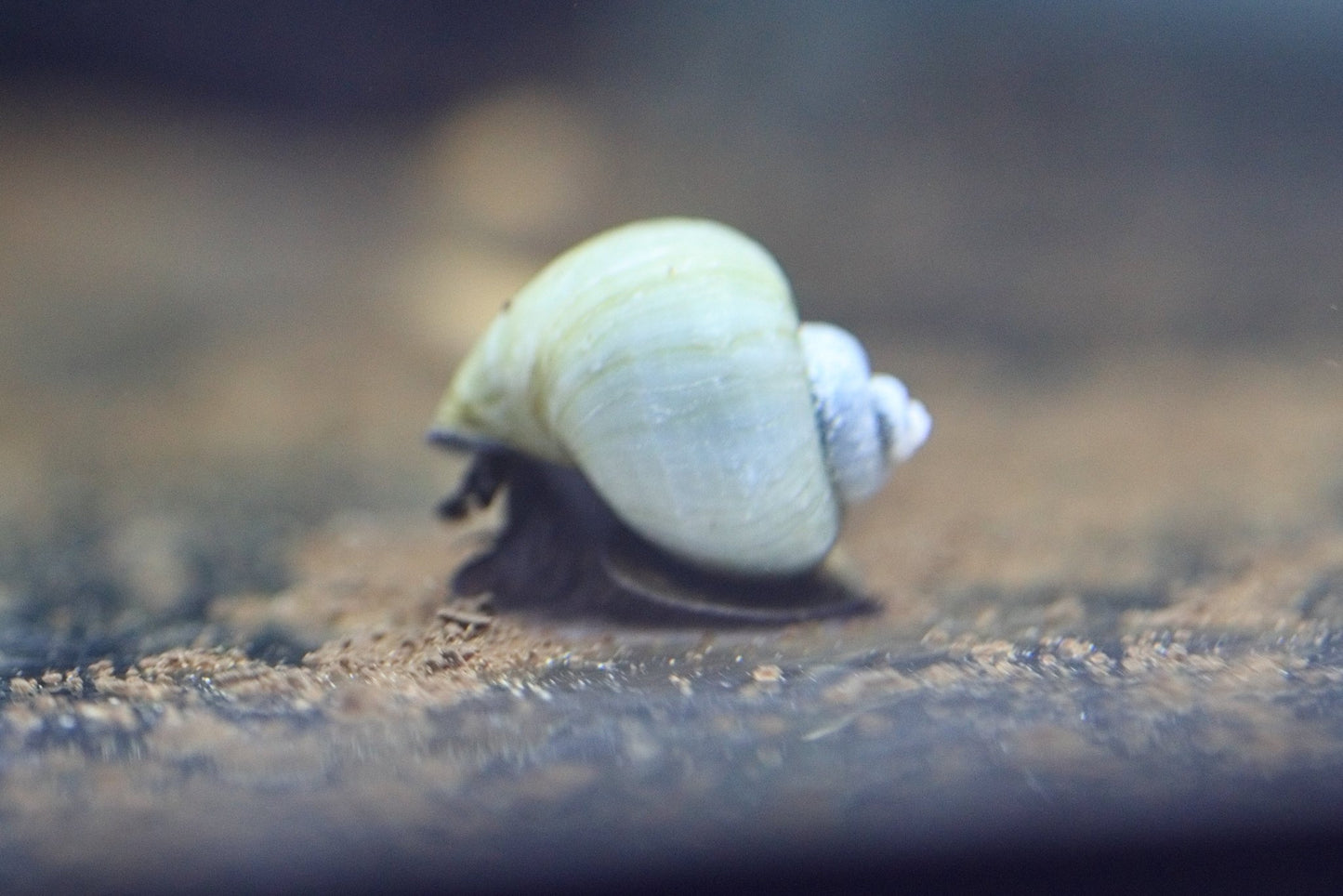 Blue Mystery Snail with blue-toned shell in aquarium