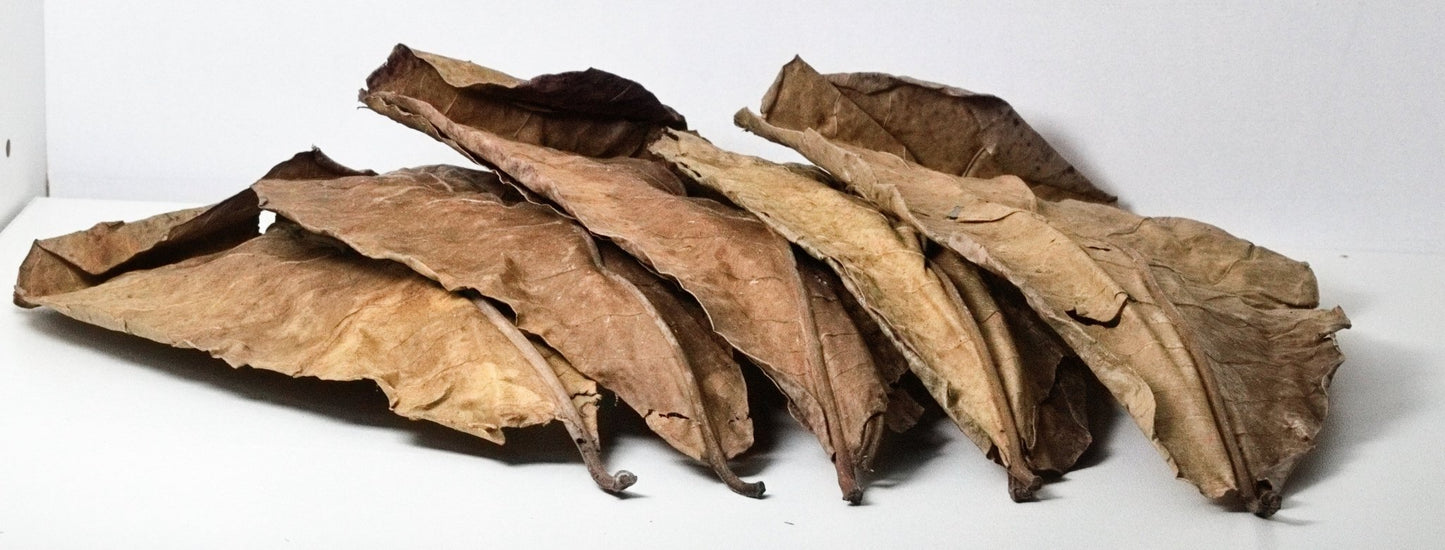 Catappa Leaves (Indian Almond Leaves) 10 Pack