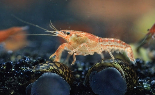 Dwarf Orange Mexican Crayfish