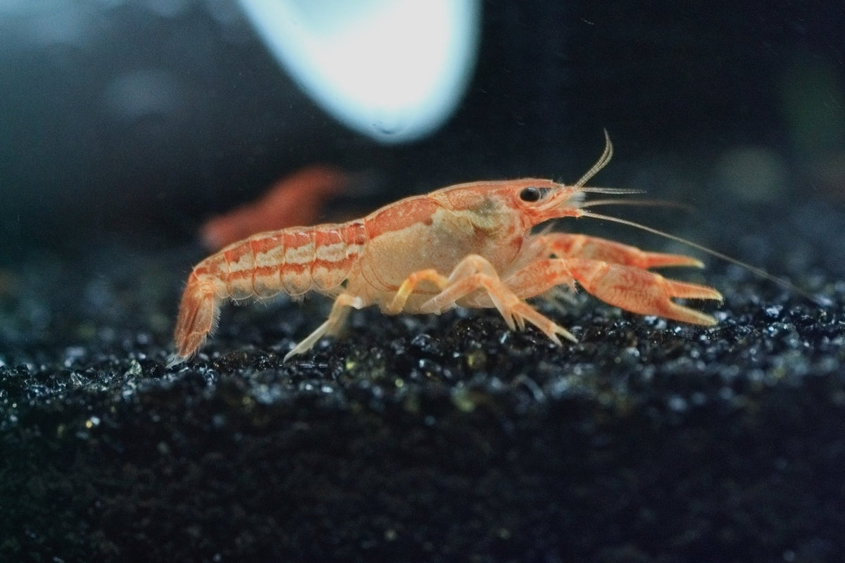 Orange Mexican Crayfish - representative photo