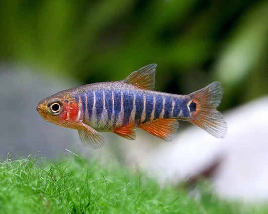 Emerald Dwarf Rasbora swimming in a planted aquarium with green-blue coloration