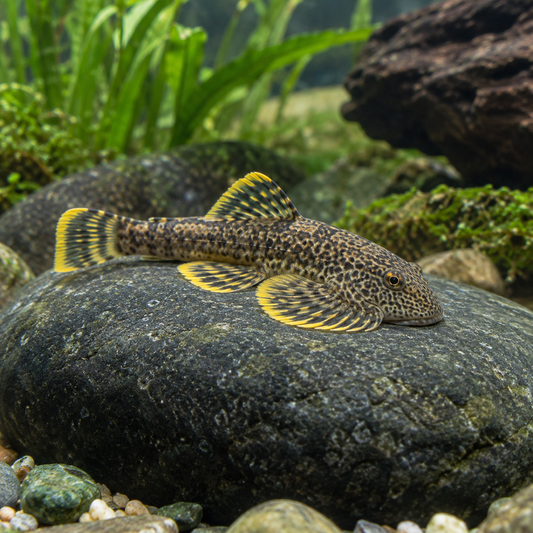 Yellow Finned Hillstream Loach aquarium product photo