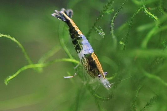 Green Rili Neocaridina shrimp showing rili pattern on aquarium plant