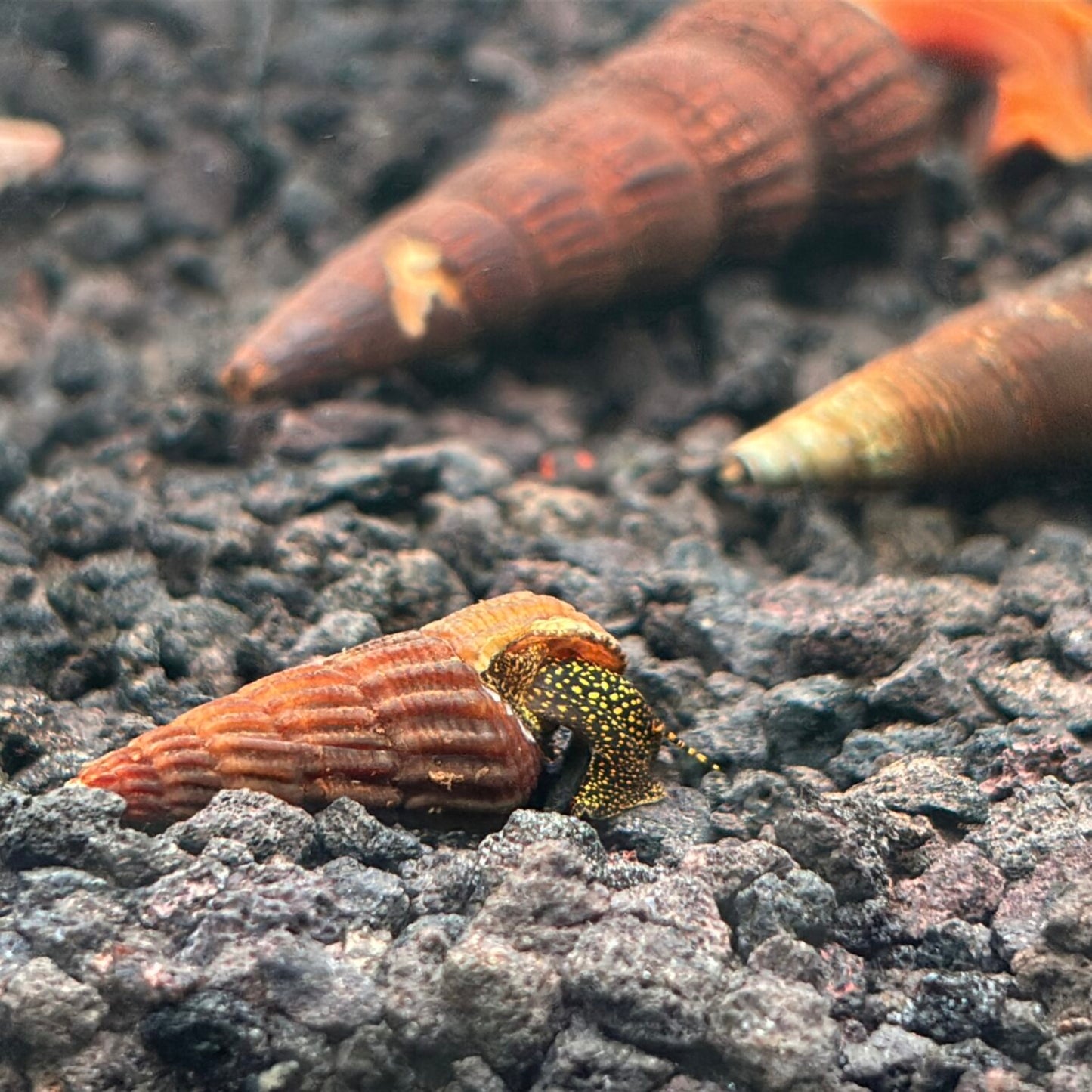 Mini Gold Spot Rabbit Snail with yellow and dark spotted body on aquarium substrate