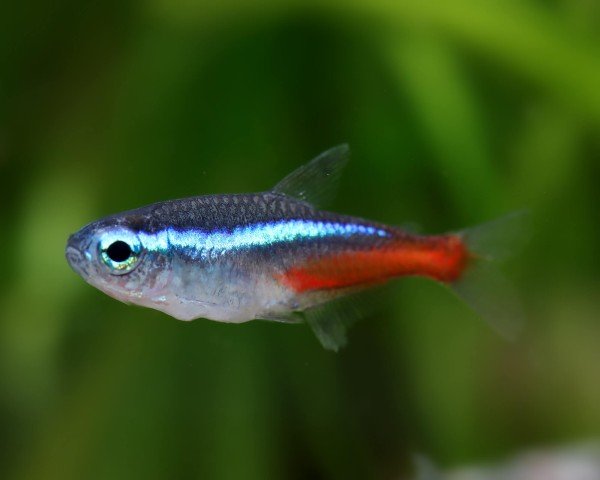 Neon Tetra swimming in a planted aquarium