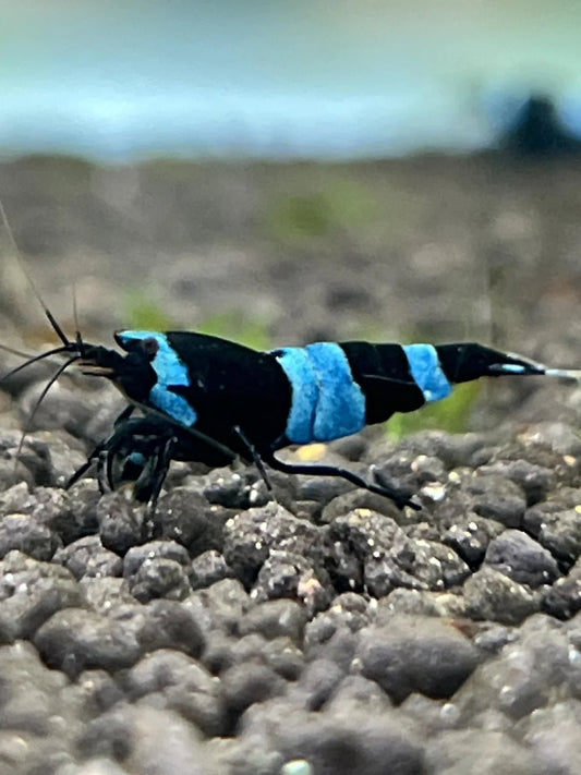 Shadow Panda Caridina shrimp with black and white pattern on aquarium substrate