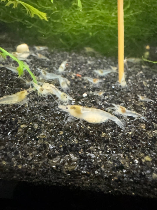 Snowball Neocaridina shrimp with pure white coloration on aquarium plant