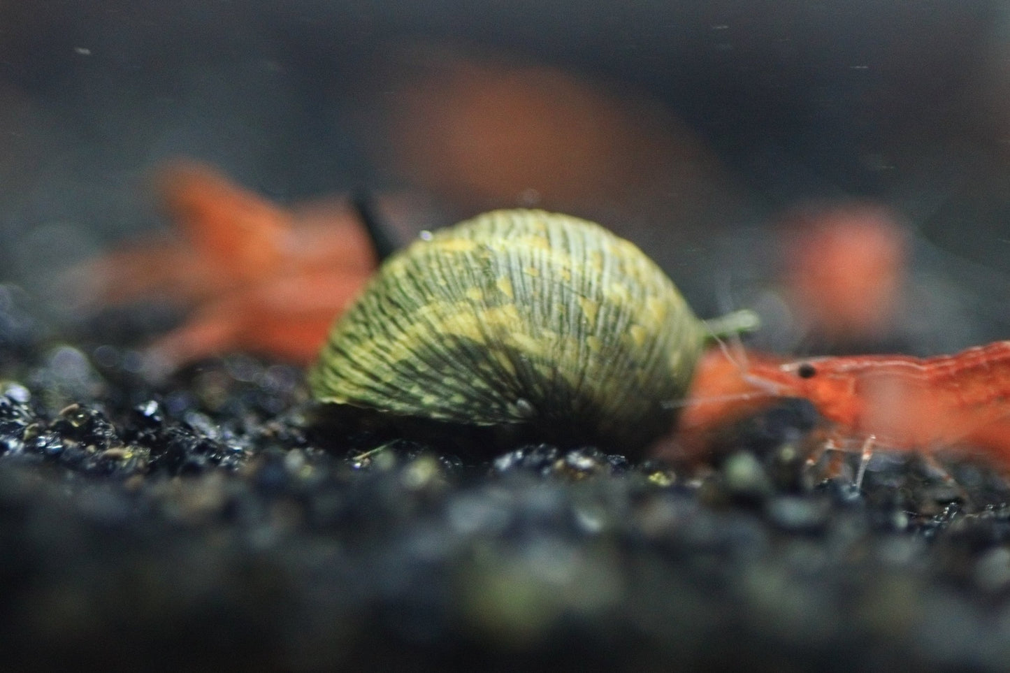 Sun Horn Nerite Snail with sun-patterned shell on aquarium surface