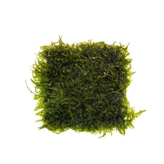 Mat of Weeping Moss perfect for a planted aquarium