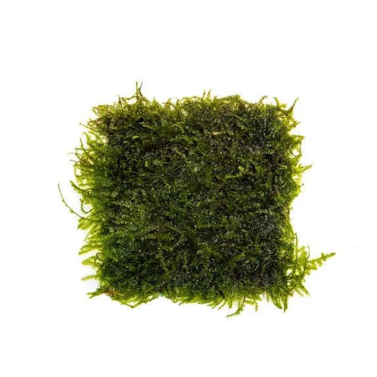 Mat of Weeping Moss perfect for a planted aquarium