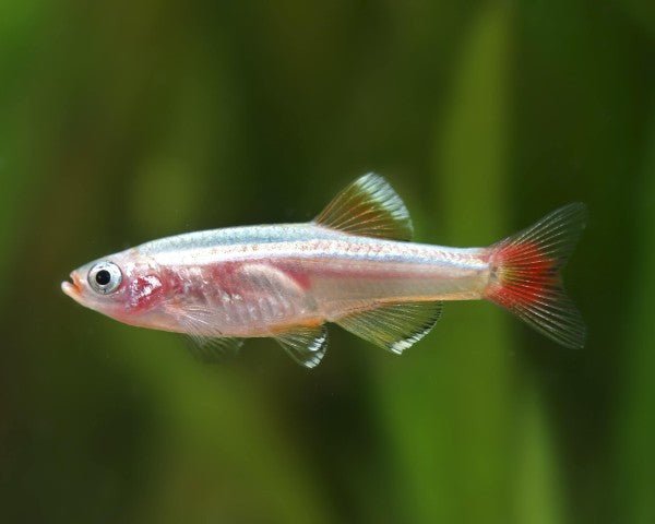 White Cloud Mountain Minnow swimming in a planted aquarium