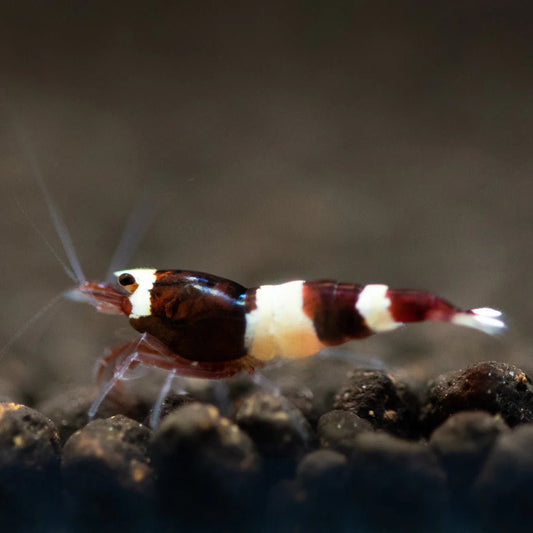 Wine Red Caridina shrimp with deep red and white coloration on aquarium substrate