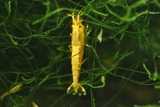 Yellow Goldenback Neocaridina shrimp with bright yellow and golden coloration on aquarium plant