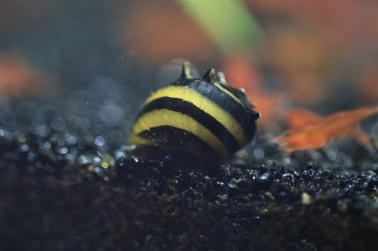 Zebra Thorn Nerite Snail with black and yellow striped shell in aquarium