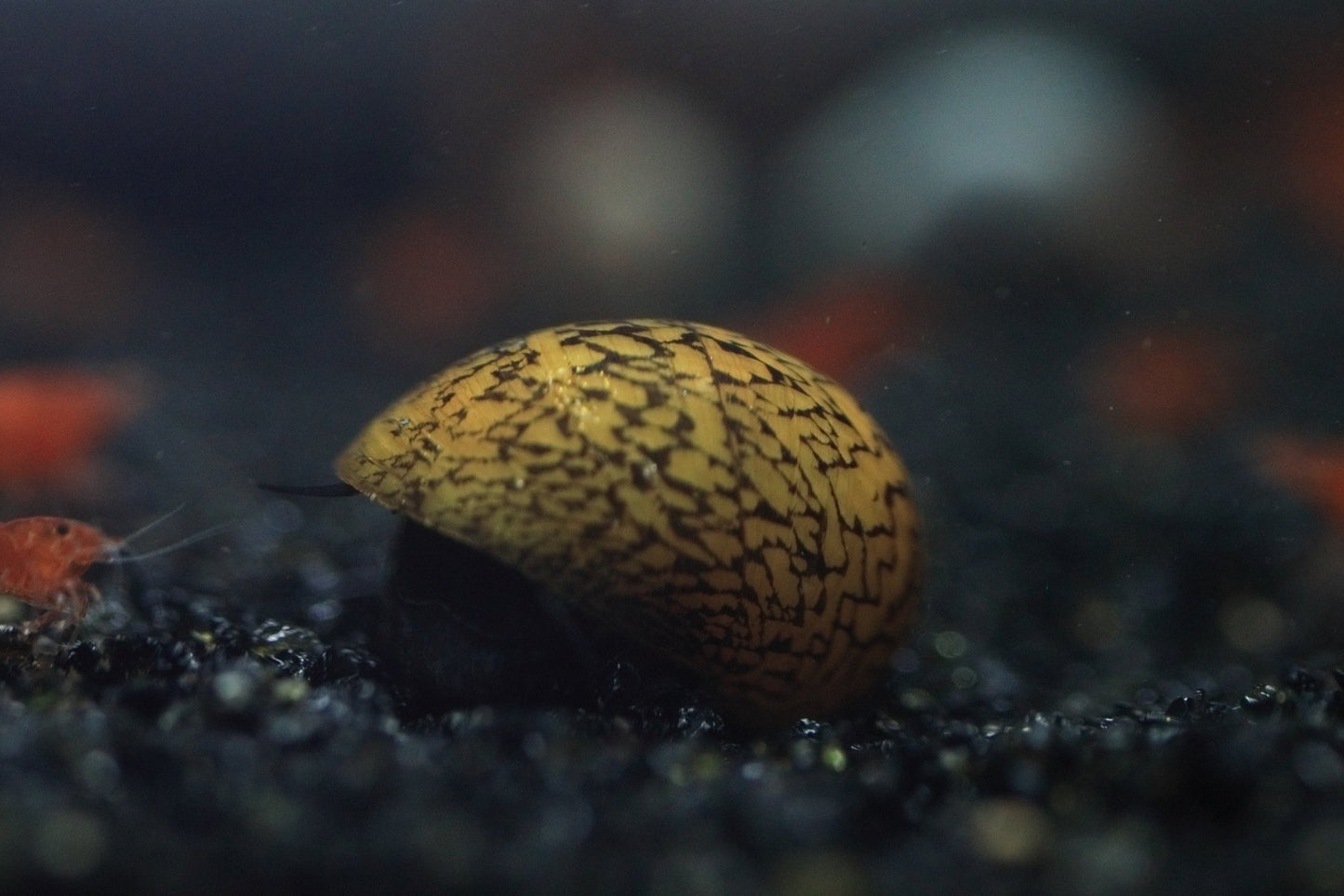 Zig Zag Nerite Snail with unique zig zag shell pattern on aquarium surface