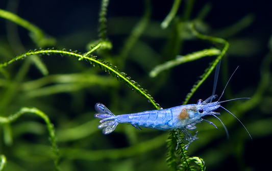 The Complete Guide to Freshwater Shrimp Care