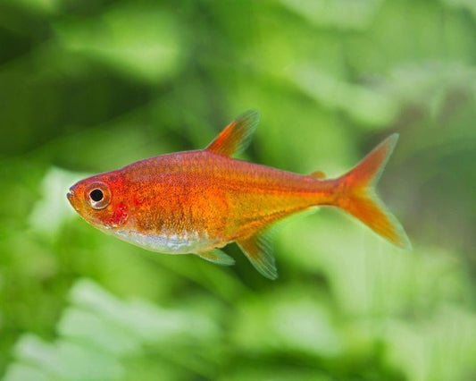 Ember tetra swimming in a planted freshwater nano aquarium