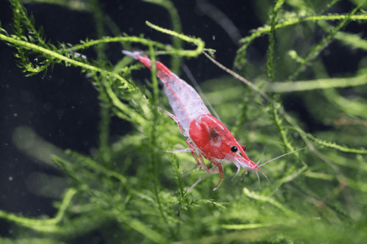 Red Rili Neocaridina shrimp grazing among green aquarium plants