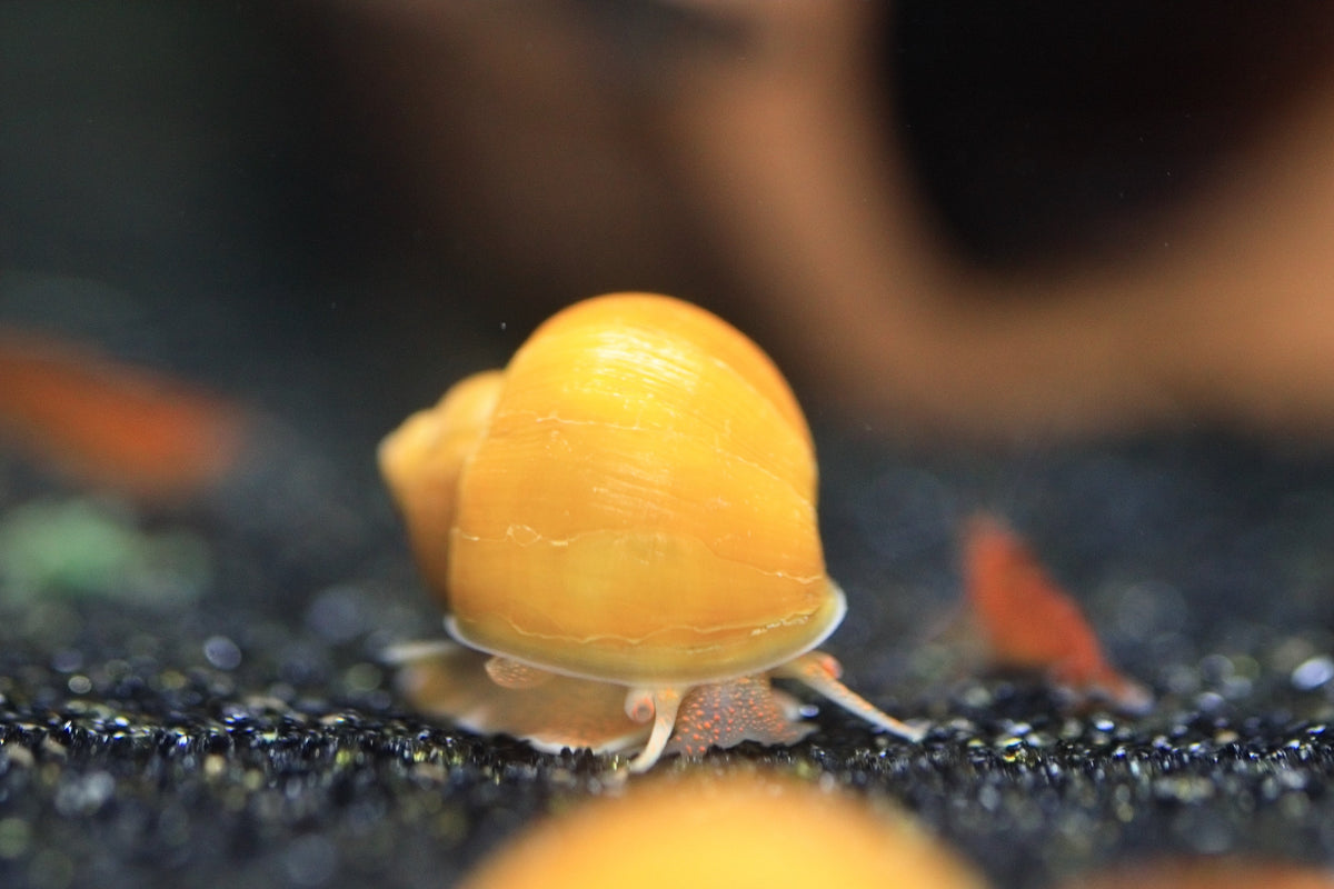 Mystery Snails