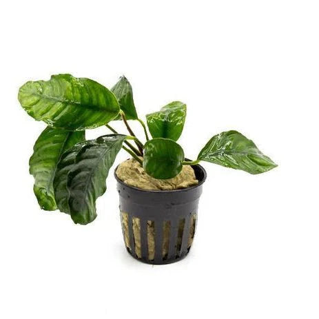 Anubias