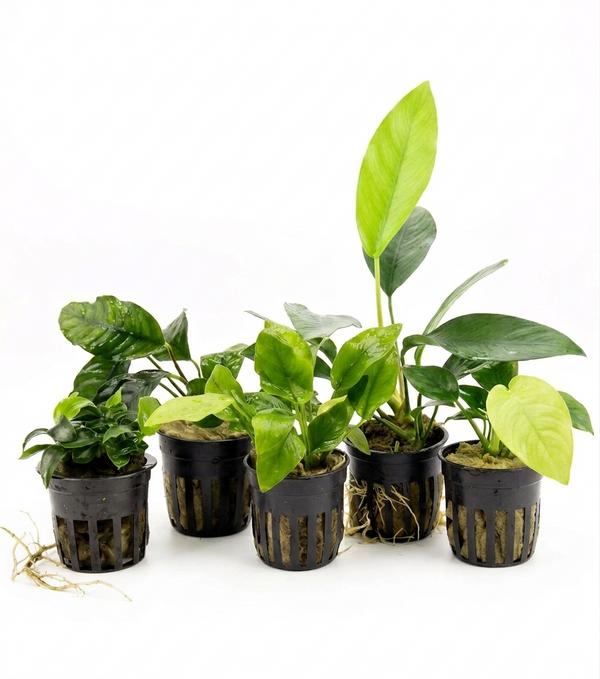 Plant Packs