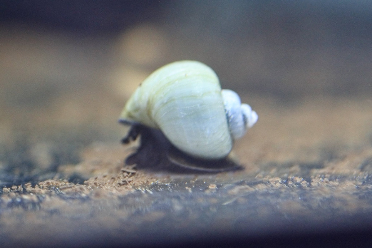 Algae Clean-Up Crew