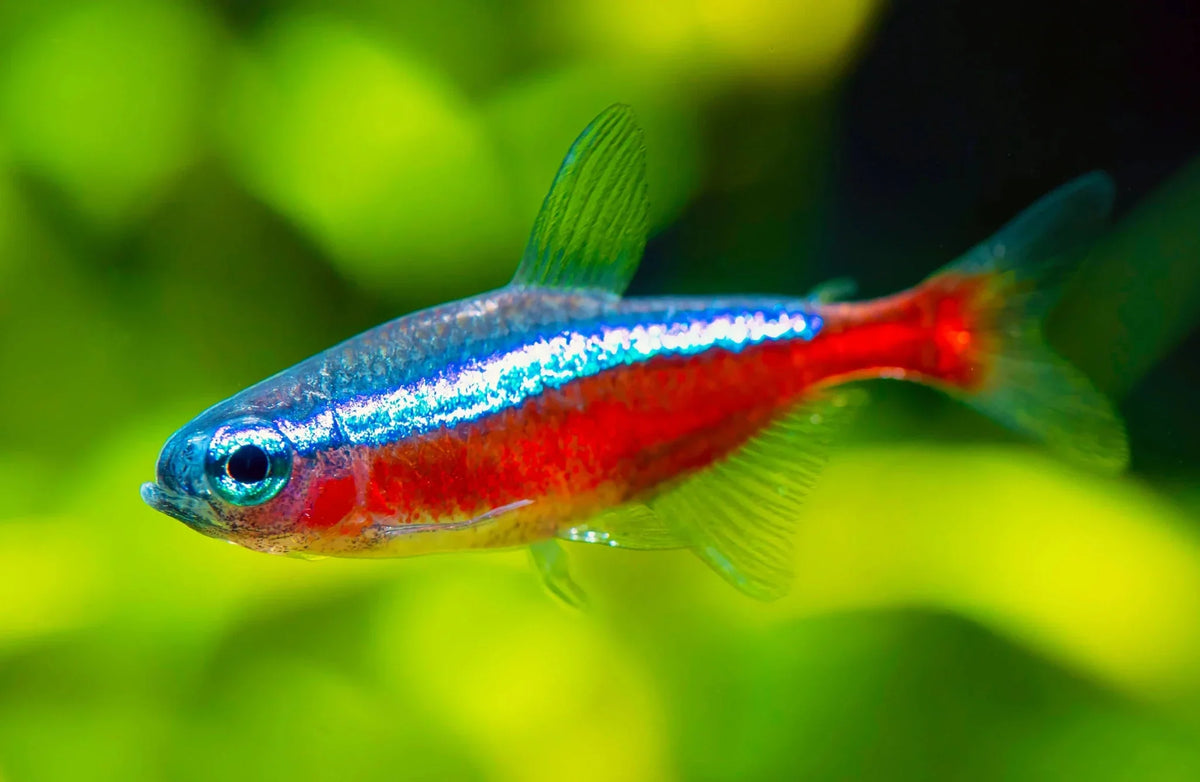 Tetras