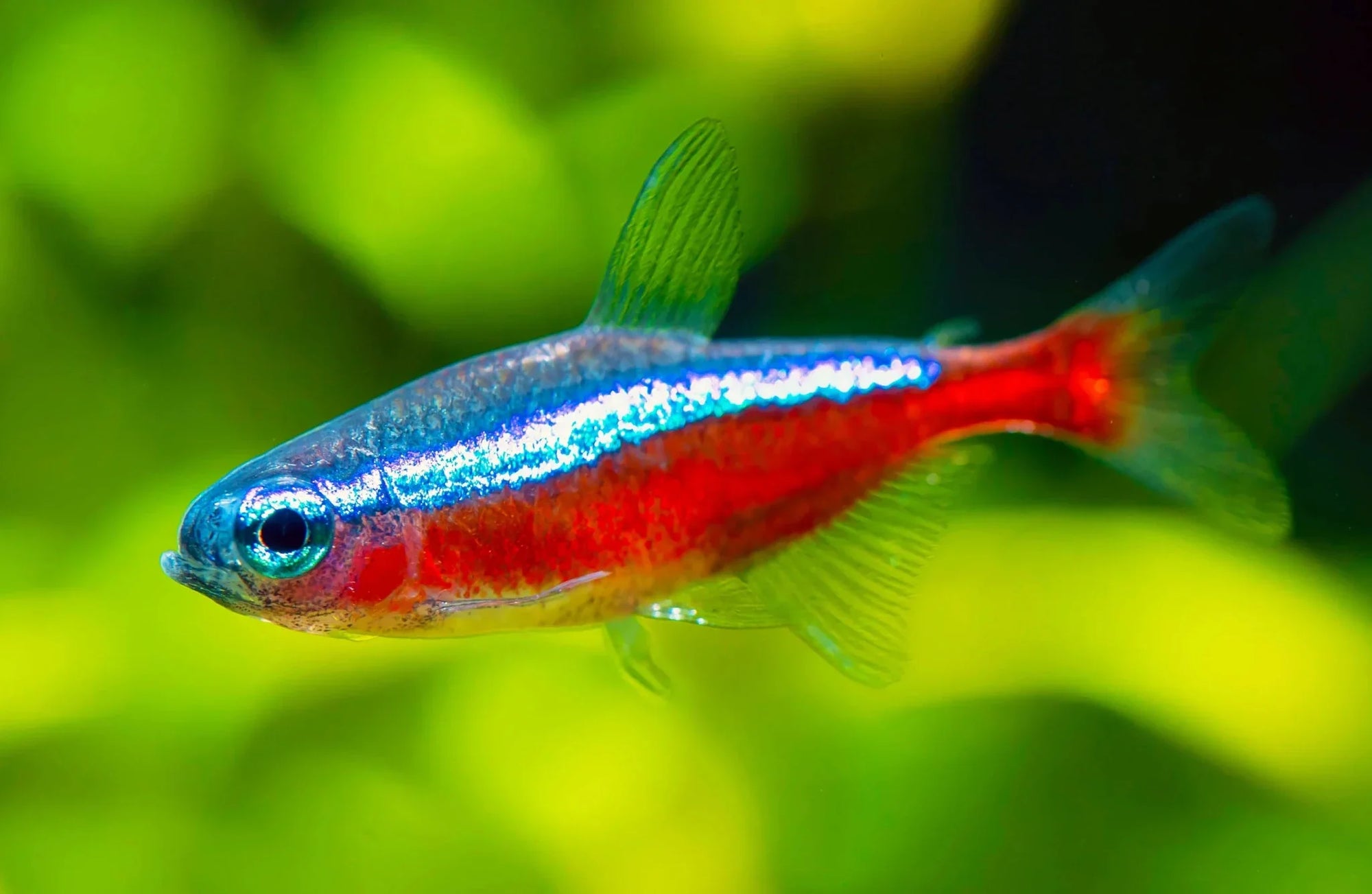 Tetras