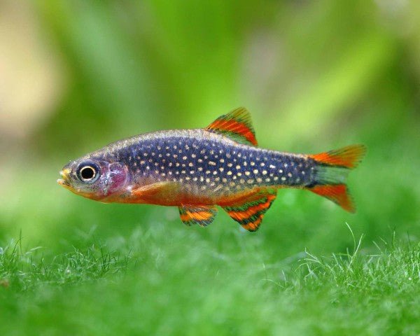 Rasboras
