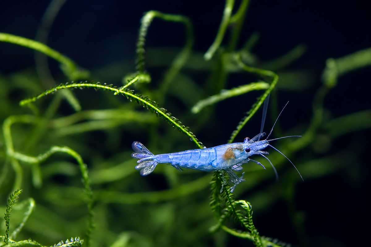 All Freshwater Shrimp