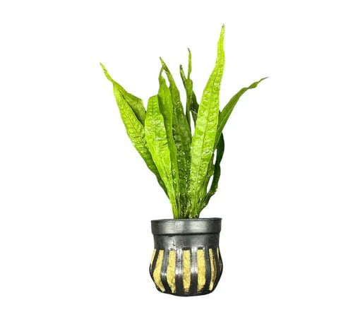 Ferns