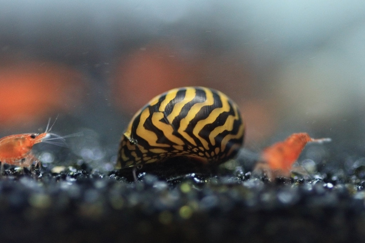 Nerite Snails