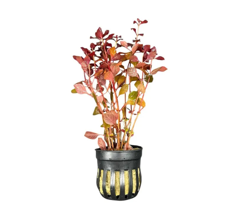 Stem Plants