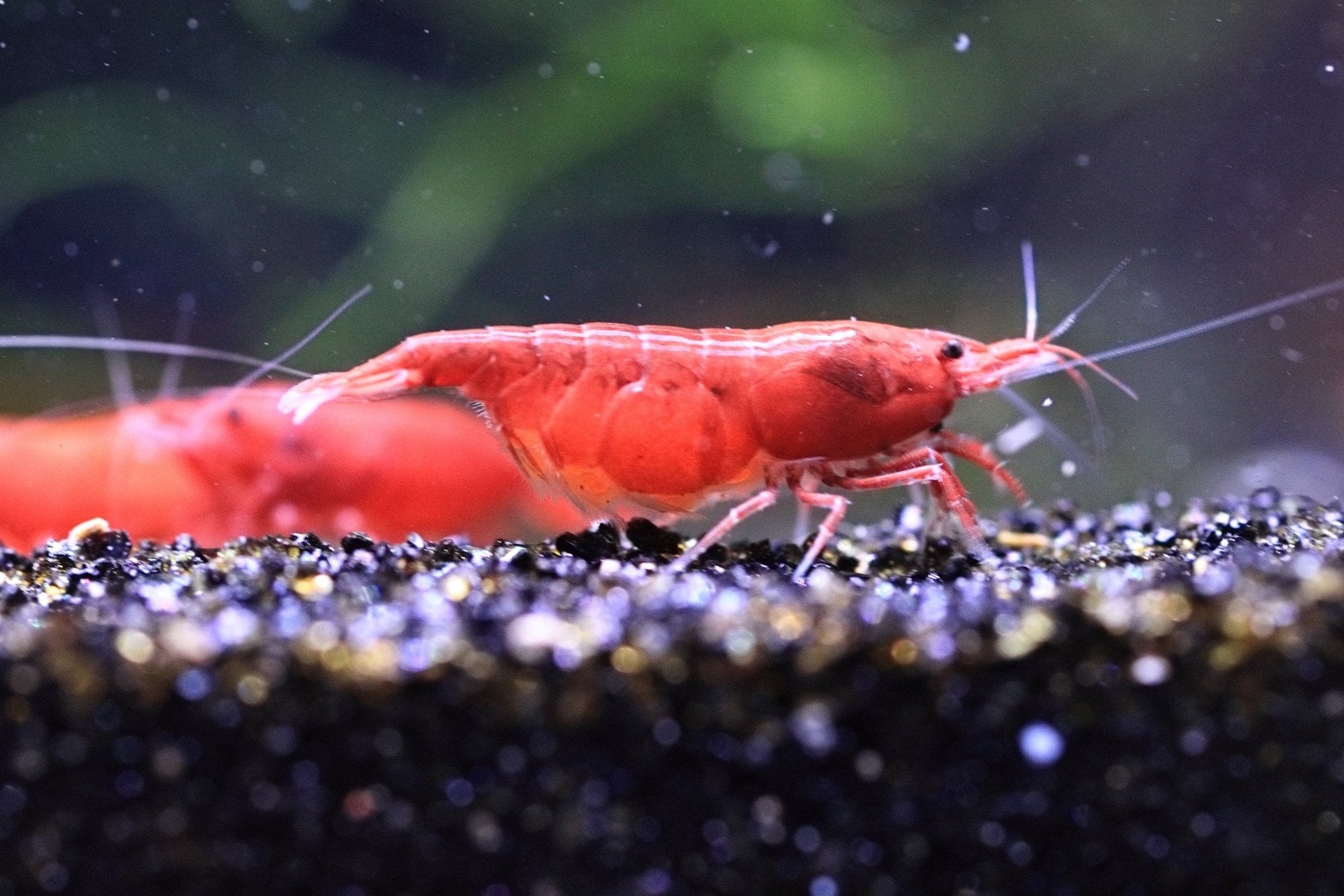 Assorted colorful Neocaridina shrimp varieties in a planted freshwater aquarium