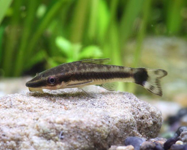 Plecos and Other Catfish