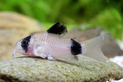 Corydoras