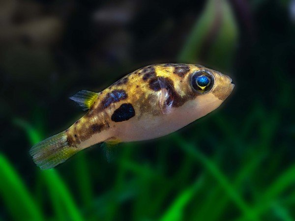 Other Nano Fish