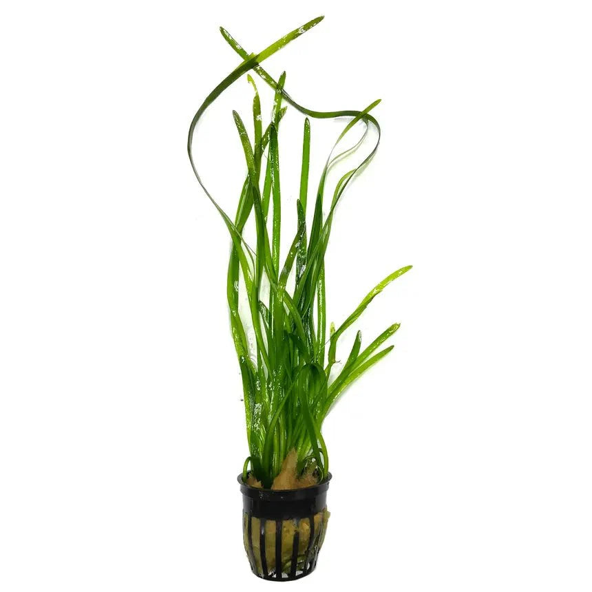 Vallisneria