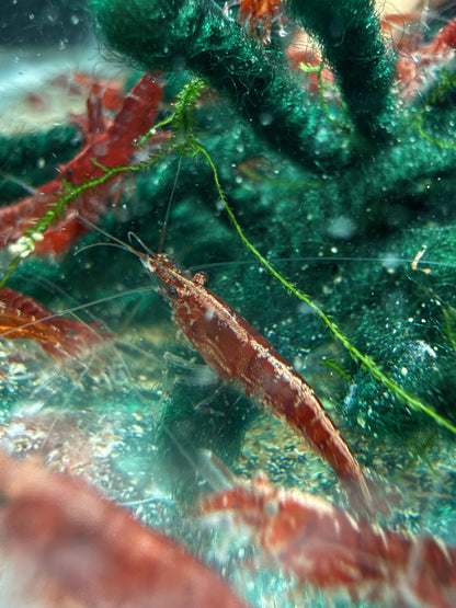 Fire Red Shrimp