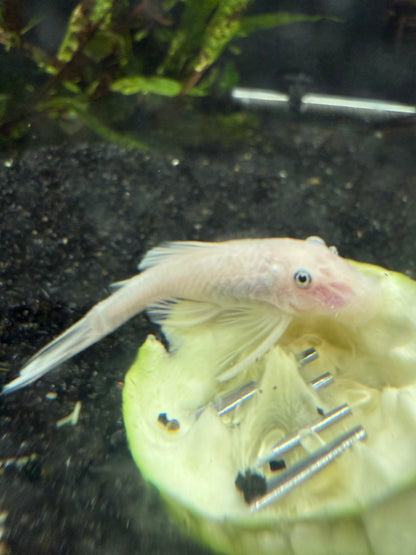 Snow White Pleco