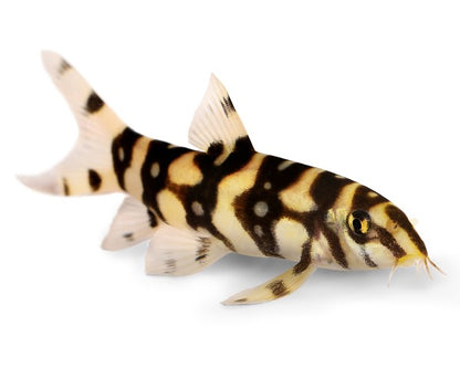 Yoyo Loach (Botia lohachata)